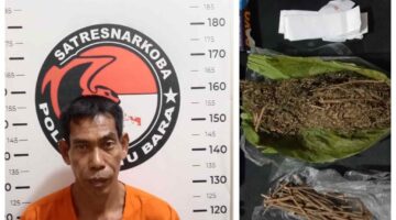 Satresnarkoba Polres Batu Bara Gulung Pengedar Ganja di Medang Deras, Sita Puluhan Gram Barang Bukti